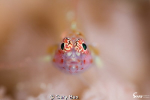 Goby by Cary Bao 